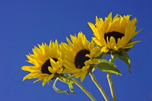 Sun Flower Prints: Three sunflowers blooms, Helianthus annuus, United Kingdom, Europe