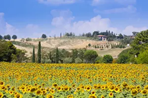 Siena Prints: Sunflowers and blue skies in Tuscany countryside near Siena, Tuscany, Italy, Europe