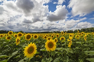 Marche Prints: Sunflowers and clouds in the rural landscape of Senigallia, Province of Ancona, Marche