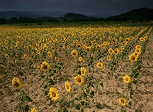 Aude Prints: Sunflowers, the Corbieres, Aude, Languedoc-Roussillon, France, Europe