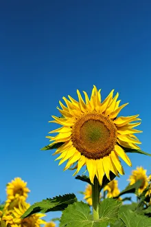 Petal Prints: Sunflowers in a field, France, Europe