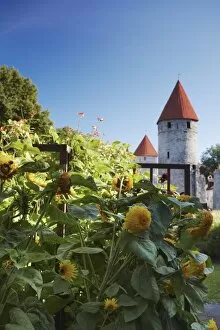 Sunflowers in garden outside Lower Town Wall, Tallinn, Estonia, Baltic States, Europe