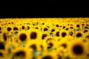 Sunflowers (Helianthus), Chillac, Charente, France, Europe