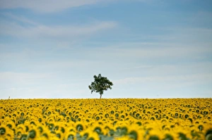 Charente Prints: Sunflowers (Helianthus), Chillac, Charente, France, Europe