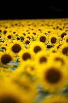 Botanical Gallery: Sunflowers (Helianthus), Chillac, Charente, France, Europe