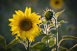 Cheshire Collection: Sunflowers (Helianthus), near Tarporley, Cheshire, England, United Kingdom, Europe
