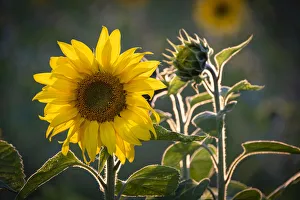 Helianthus Annuus Prints: Sunflowers (Helianthus), near Tarporley, Cheshire, England, United Kingdom, Europe