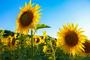 Sunflowers, near Chalabre, Aude, France, Europe