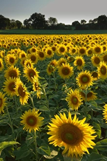 Petal Prints: Sunflowers, near Chalabre, Aude, France, Europe