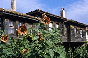 Sun Flower Prints: Sunflowers outside typical wooden houses