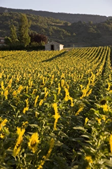 Images Dated 24th July 2008: Sunflowers, Provence, France, Europe