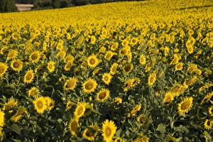 Images Dated 24th July 2008: Sunflowers, Provence, France, Europe