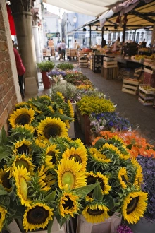 Stall Prints: Sunflowers for sale in Rialto Market, Venice, Veneto, Italy, Europe