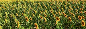 Montreal Prints: Sunflowers in summer evening light, near Montreal, Ariege, France