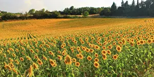 Montreal Prints: Sunflowers in summer evening light, near Montreal, Ariege, France
