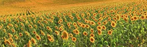 Montreal Prints: Sunflowers in summer evening light, near Montreal, Ariege, France