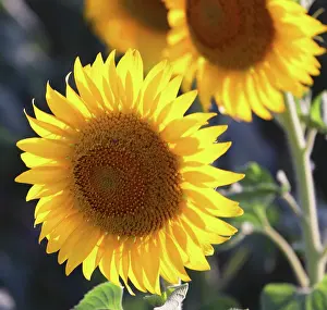 Floral Prints: Sunflowers in summer evening light, near Montreal, Ariege, France