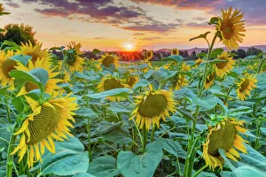 Austria Prints: Sunflowers at sunset, Austria, Europe