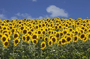 Agricultural Prints: Sunflowers in Tuscany, Italy, Europe
