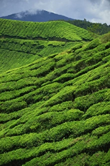 Malaysia Prints: The Sungai Palas Estate, Cameron Highlands, Perak, Malaysia, Southeast Asia, Asia