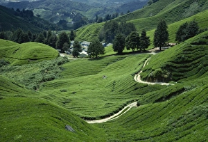 Sungai Palas Tea Estate, Cameron Highlands, Perak State, Malaysia, Southeast Asia, Asia Sungai Palas Tea Estate, Cameron Highlands, Perak State, Malaysia, Southeast Asia, Asia