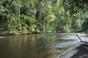 Pahang Prints: Sungai Tahan, Taman Negara National Park, Pahang, Malaysia, Southeast Asia, Asia