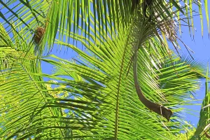 Relax Prints: Sunlight filters through palm leaves at a beach in Seychelles during the day in La Digue