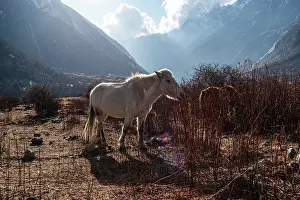 Equine Prints: Sunlit white horse standing on rugged Himalayan terrain with dramatic cloud-lit peaks in Langtang Valley