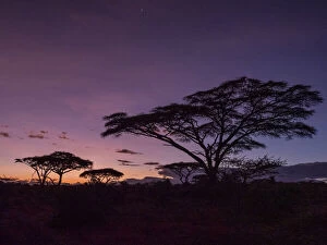 Silhouetted Gallery: Sunrise over acacia trees in Serengeti National Park, UNESCO World Heritage Site