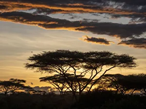 Sunrise over acacia trees in Serengeti National Park, UNESCO World Heritage Site