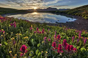 In Bloom Prints: Sunrise over Alpine wildflowers