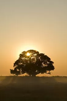 Dust Gallery: Sunrise, Busanga Plains, Kafue National Park, Zambia, Africa