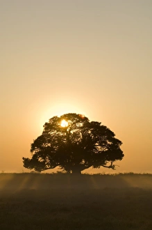 Images Dated 17th July 2007: Sunrise, Busanga Plains, Kafue National Park, Zambia, Africa
