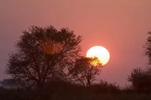 Images Dated 16th July 2007: Sunrise, Busanga Plains, Kafue National Park, Zambia, Africa