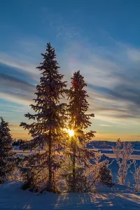 Northwest Prints: Sunrise casts light through trees in boreal forest near Great Slave Lake in Northwest Territories