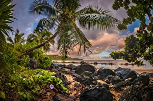 Kilauea Prints: Sunrise under a coconut palm on a calm ocean bay, Kiluea, Hawaii