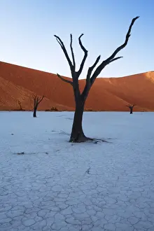 Dead Tree Prints: Sunrise at Dead Vlei, Sossusvlei, Namib-Naukluft Park, Namib Desert, Namibia, Africa