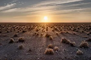 Sunrise in Etosha savannah with small bushes projecting long shadows, Namibia, Africa