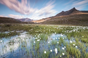 Cotton Grass Prints: Sunrise on fields of cotton grass, Gavia Pass, Valfurva, Valtellina, Lombardy, Italy