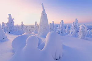 Finland Prints: Sunrise on frozen trees, Riisitunturi National Park, Posio, Lapland, Finland, Europe