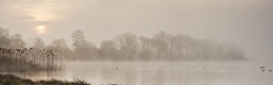 Swan Prints: Sunrise at The Great Lake, Castle Howard