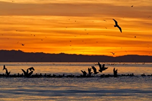 Sea Bird Prints: Sunrise, Isla Rasa, Gulf of California (Sea of Cortez)