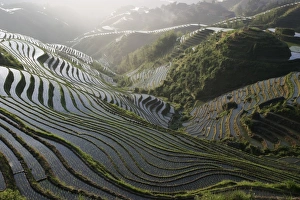 Guangxi Prints: Sunrise in June, Longsheng terraced ricefields, Guangxi Province, China, Asia