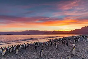 Animal Behavior Prints: Sunrise on king penguin (Aptenodytes patagonicus) breeding and nesting colony at Salisbury Plain in the Bay of Isles