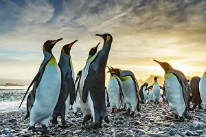 Nature Lovers Prints: Sunrise on king penguin (Aptenodytes patagonicus) breeding and nesting colony at Salisbury Plain in the Bay of Isles