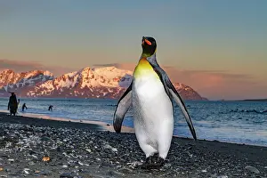 Breeding Season Prints: Sunrise on king penguin (Aptenodytes patagonicus) at nesting and breeding colony at Salisbury Plain
