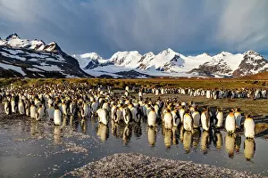 Breeding Ground Prints: Sunrise on king penguins (Aptenodytes patagonicus) at nesting and breeding colony at Salisbury Plain