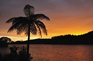 Taranaki Prints: Sunrise, Lake Mangamahoe, Taranaki, North Island, New Zealand, Pacific