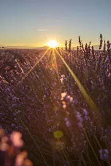 Close Up Shot Gallery: Sunrise over lavender fields, Plateau de Valensole, Alpes-de-Haute-Provence, Provence-Alpes-Cote