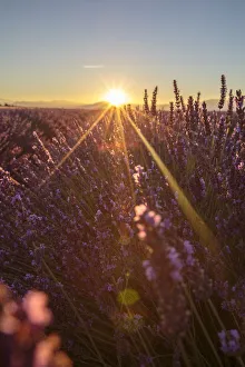 Closeup View Gallery: Sunrise over lavender fields, Plateau de Valensole, Alpes-de-Haute-Provence, Provence-Alpes-Cote
